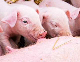 Що дає вакцинація свиней від ЦВС2